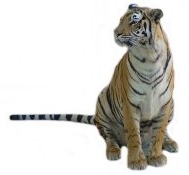 Tiger [Editor]